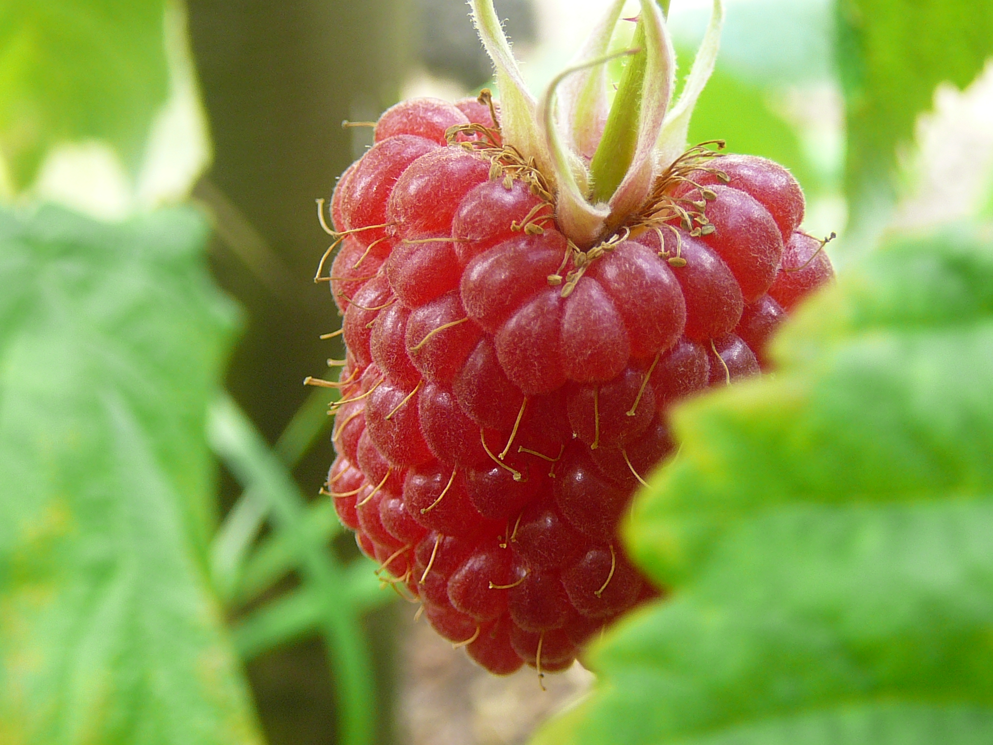 Framboises rouges fraîches