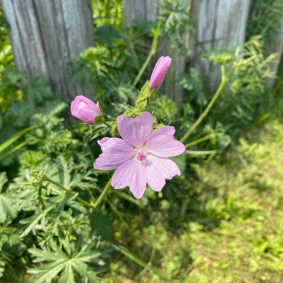 Fleur blanche de musc mallow